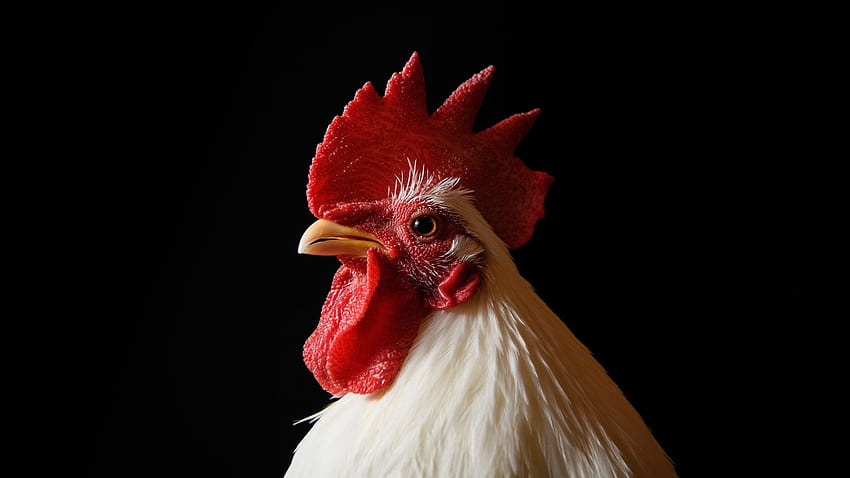 CDC warnt davor, Hühner wegen des Ausbruchs von Salmonellen, Geflügel, nicht zu kuscheln oder zu küssen HD-Hintergrundbild