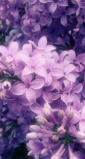 Premium Photo  Delicate lilac flowers as decoration for wallpaper flowers