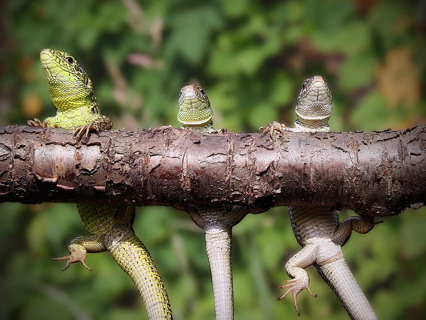 THE ARBITRARY EXERCISE LOG, wildlife, log, lizzards, exercise, reptile, lizzard HD wallpaper