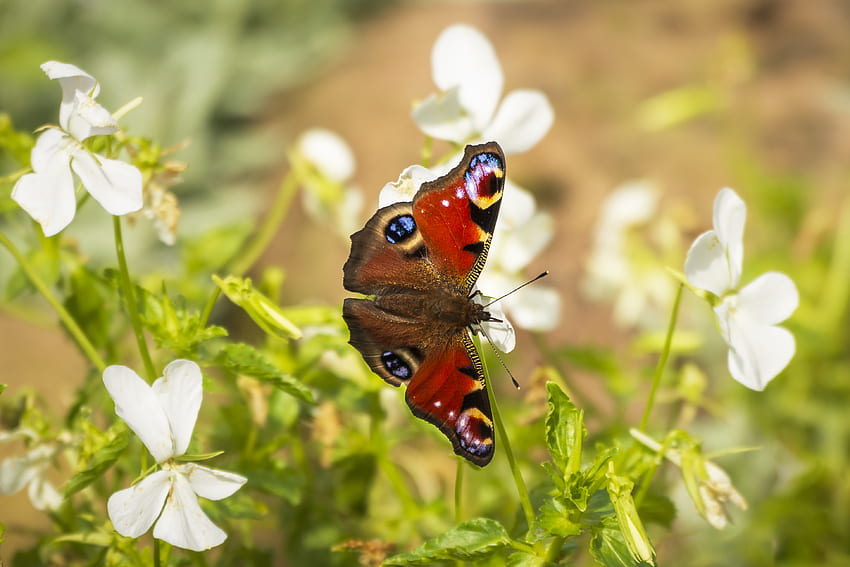 Flowers, Macro, Insect, Butterfly, Peacock Butterfly, Butterfly Peacock HD wallpaper