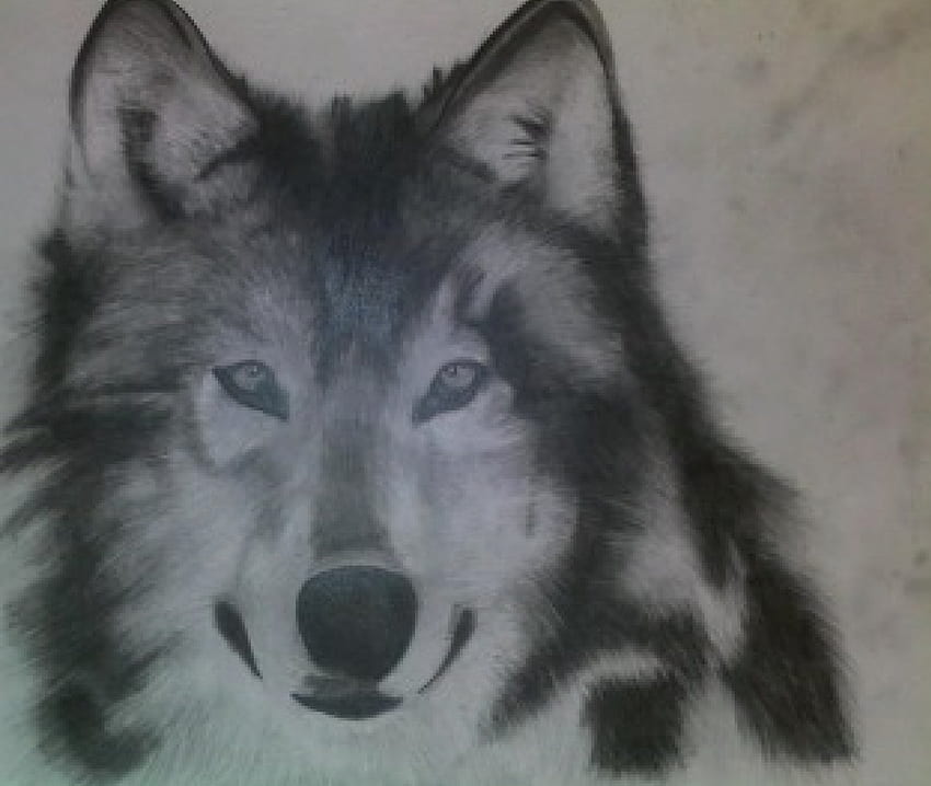 wolf soul, dog, animals, drawing, alaska, wolf HD wallpaper