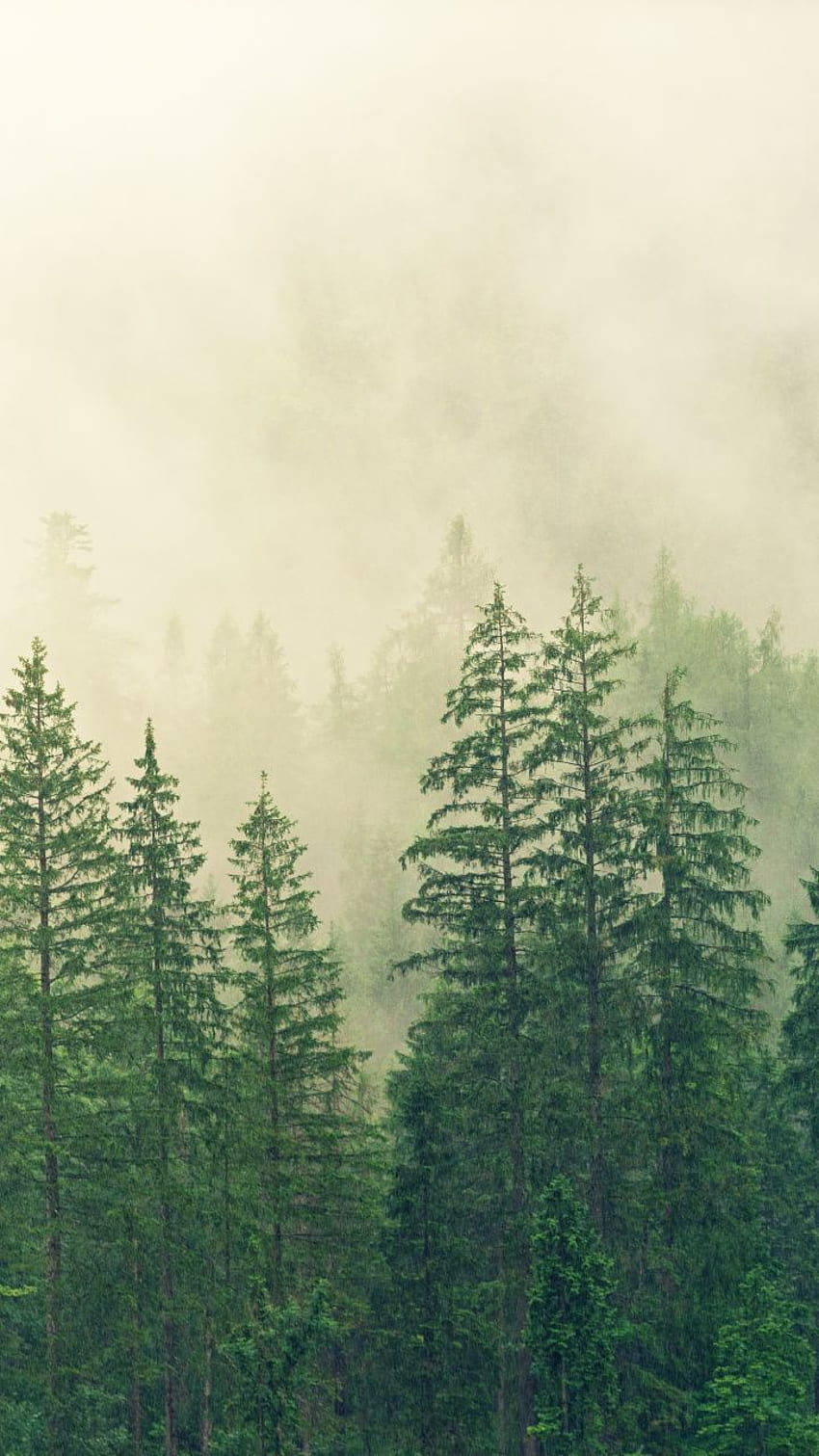 Nebel, Baum, Grün, Sonnenaufgang, Natur, . Landschaft, Landschaft, Malerei, Baumaquarell HD-Handy-Hintergrundbild