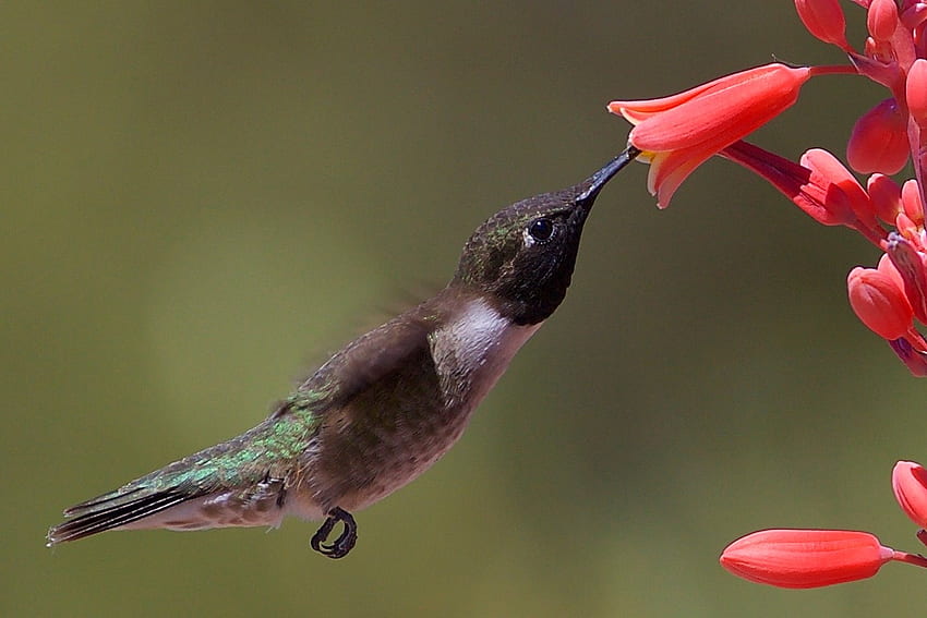nectar flower, hummingbird, nectar, fly, flower HD wallpaper