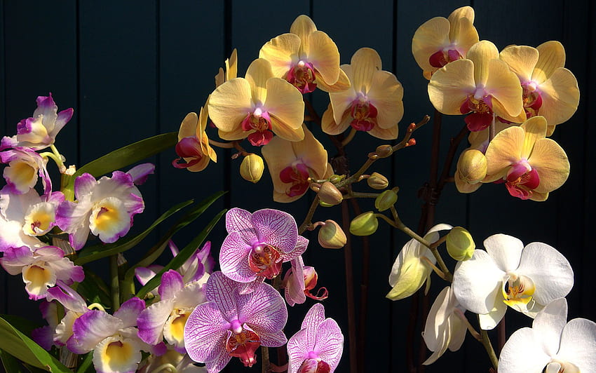 Habrumalas: Orchids, Orchid and Rock HD wallpaper | Pxfuel