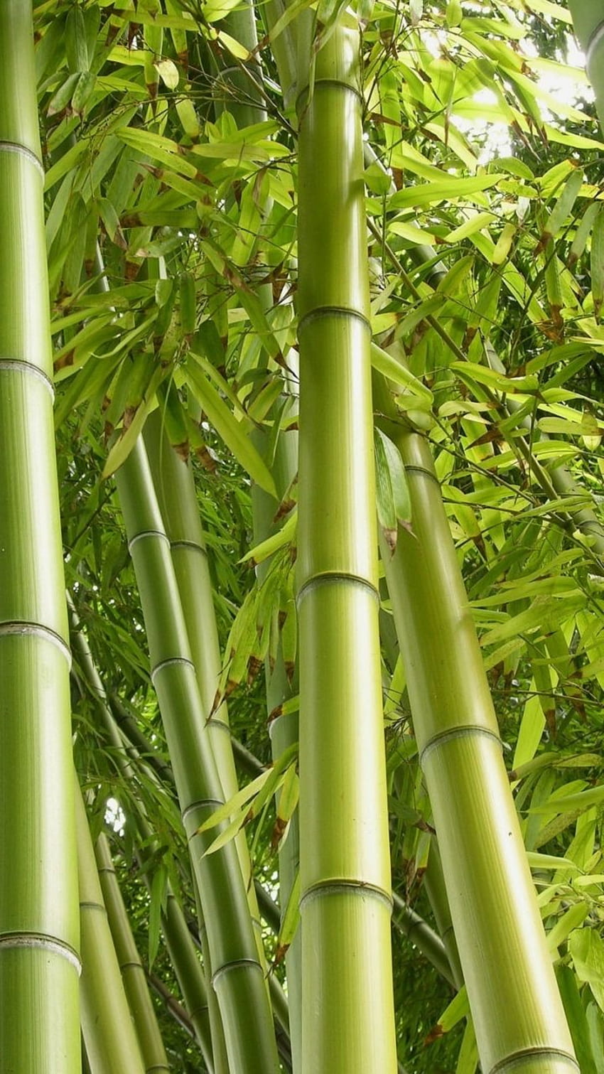 Earth Bamboo () HD phone wallpaper | Pxfuel