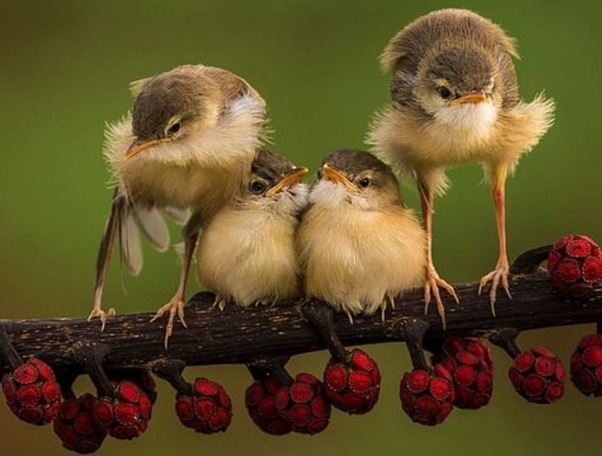 It's time to Stretch !, branch, stretch, red berries, birds, cute HD wallpaper