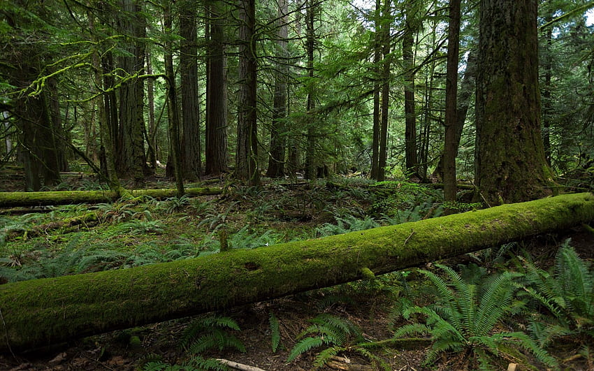 Moss ferns woods trees forest ., Old Growth Forest HD wallpaper