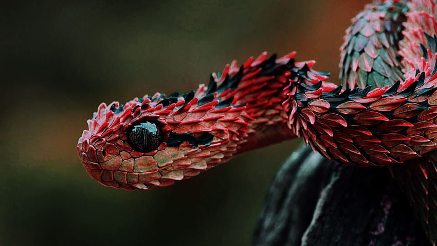 붉은 뱀 [1920 x 1080] : , 불뱀 HD 월페이퍼