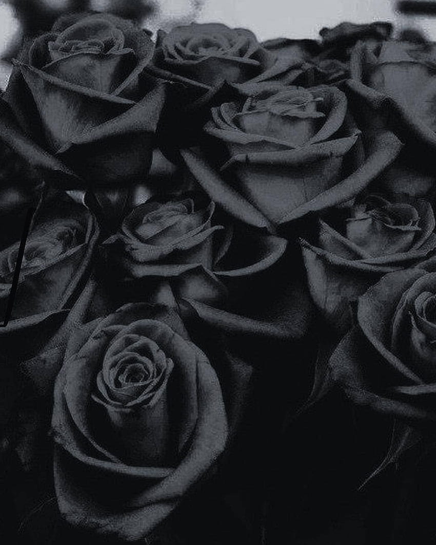 Rosas negras, Dark Roses Aesthetic HD phone wallpaper