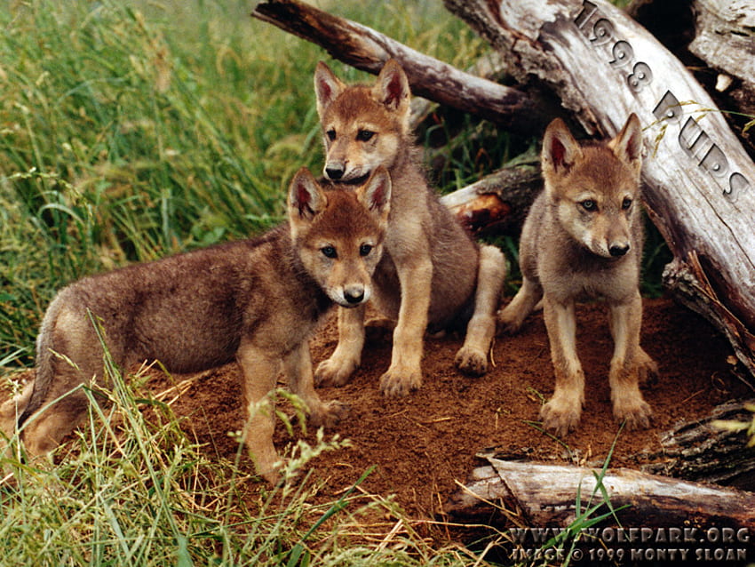 Three Cute Wolf Pups, animals, puppies, nature, wolve, wolf pups HD wallpaper