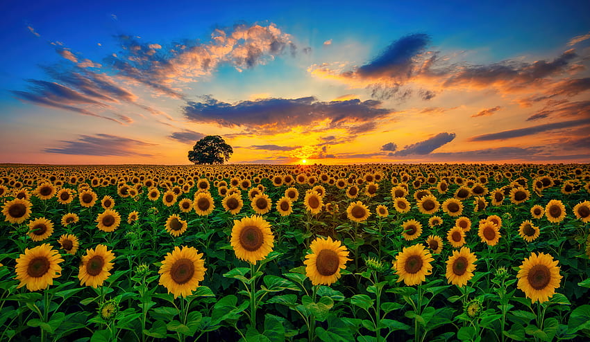 Champ de tournesols, été, tournesols, floraison, ciel, beau, fleurs, coucher de soleil Fond d'écran HD