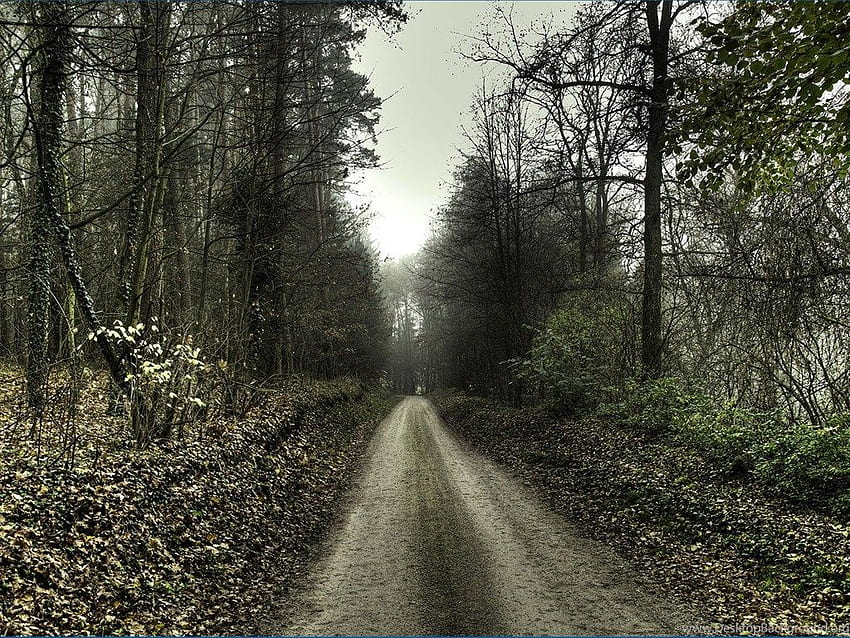 Haunted Forest Scary Road HD wallpaper