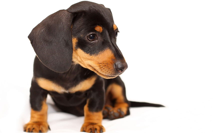 Dachshund Dog, pets, black dachshund, puppy, Wiener Dog HD wallpaper