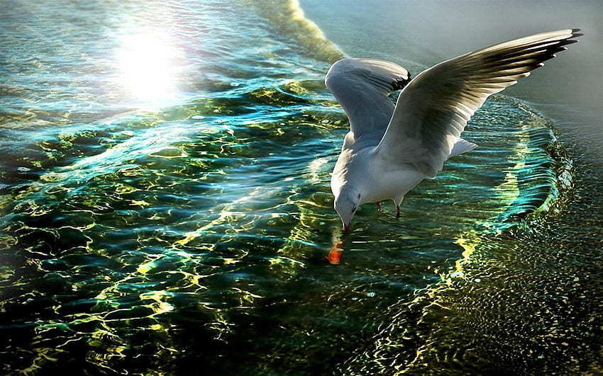 AIM on a FISH, sea, seagull, aims, fish, water HD wallpaper
