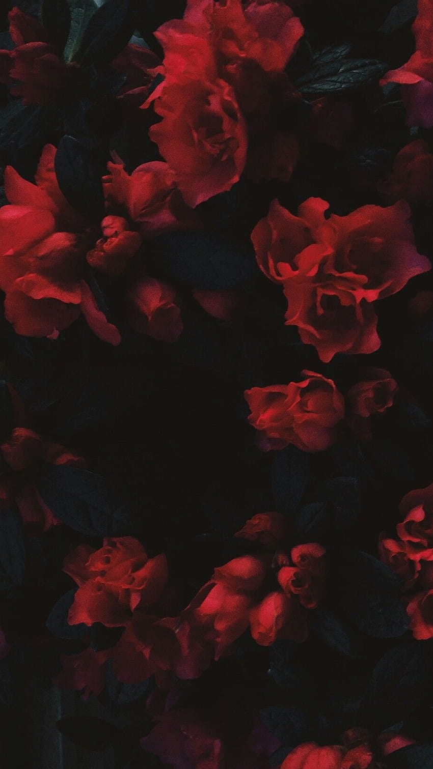 HD wallpaper: water drops, portrait display, rose, red flowers | Wallpaper  Flare