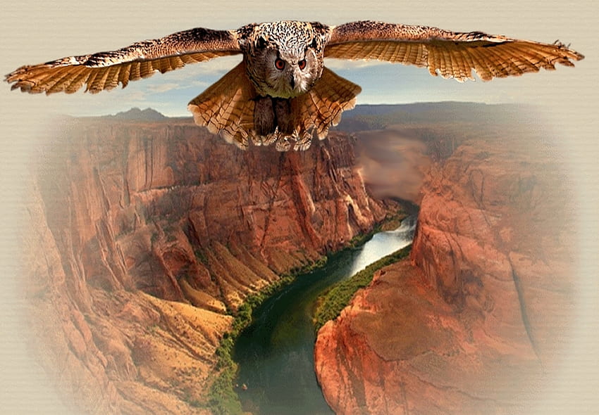 SILENT FLIGHT OF THE OWL, flight, approach, owl, canyon HD wallpaper