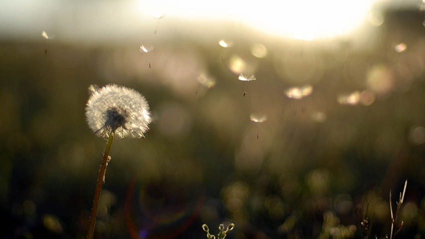 Dandelion Flower, Flowers, , , Background, and, Dandelion Field HD wallpaper