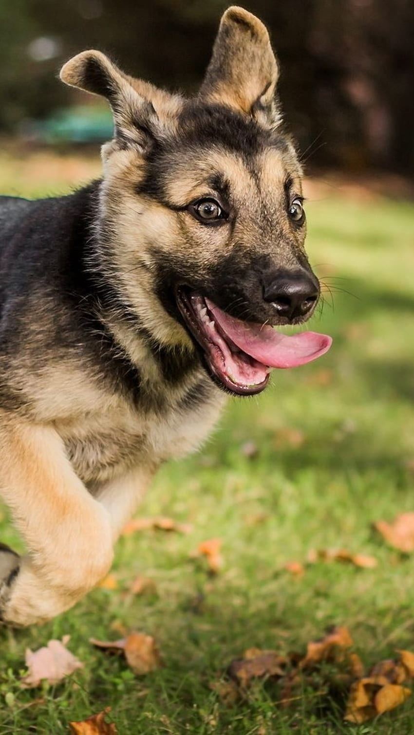 German Shepherd Dog, Playing, puppy HD phone wallpaper