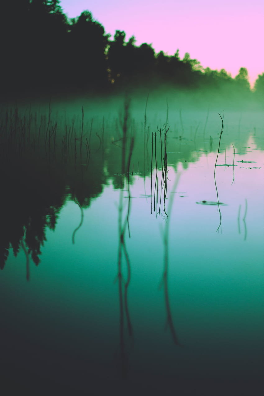 Natura, drzewa, jezioro, odbicie, mgła, poranek, glony, wodorosty Tapeta na telefon HD