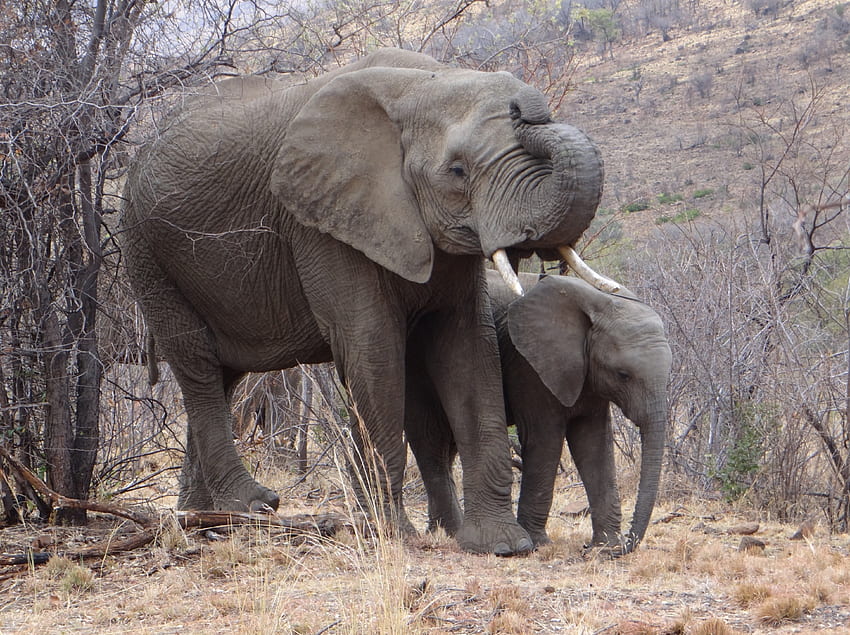 Крава и теле, слонове, Южна Африка, Пиландсбег, дивечови паркове HD тапет