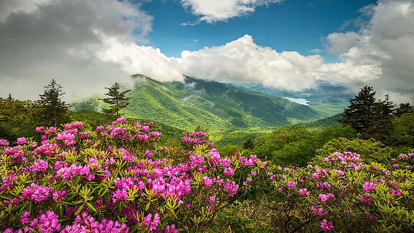 Blue Ridge Parkway near Asheville, North Carolina, blossoms, clouds, landscape, sky, appalachian, mountains, usa HD wallpaper