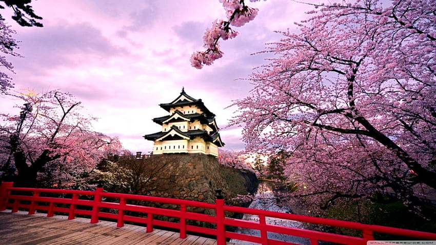 Cherry Blossoms Japan ❤ For - Hirosaki HD wallpaper