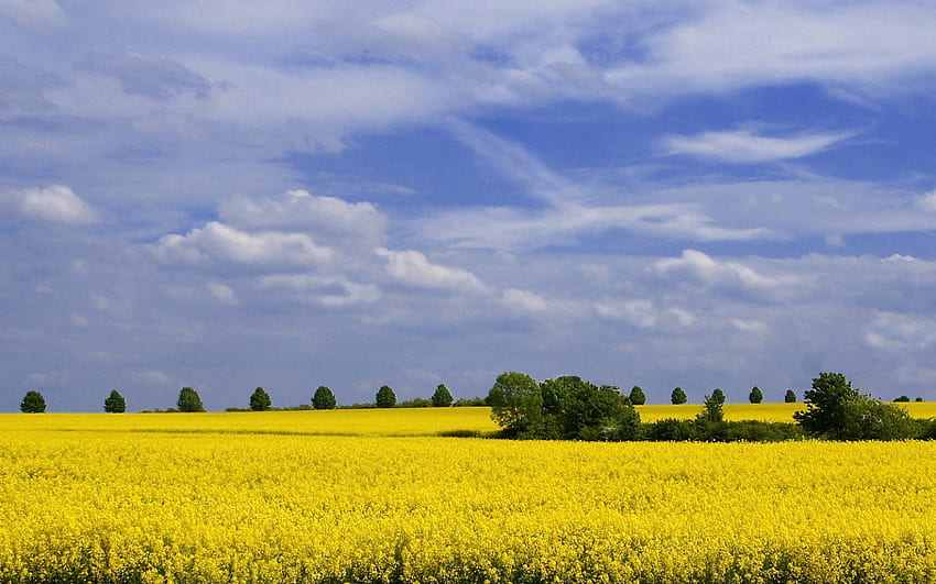 Field in Germany, spring, Germany, rapeseeds, field HD wallpaper