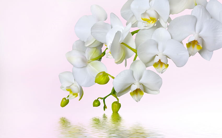 Beyaz Orkide Çiçekleri Su Beyaz arkaplan, Sudaki Orkideler HD duvar kağıdı