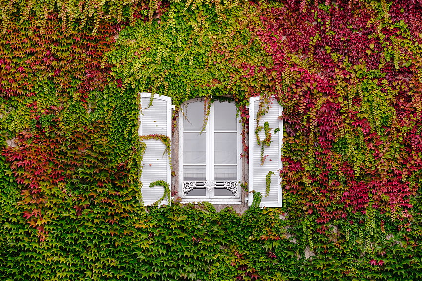 เบ็ดเตล็ด, เบ็ดเตล็ด, หน้าต่าง, ใบไม้, ซุ้ม วอลล์เปเปอร์ HD