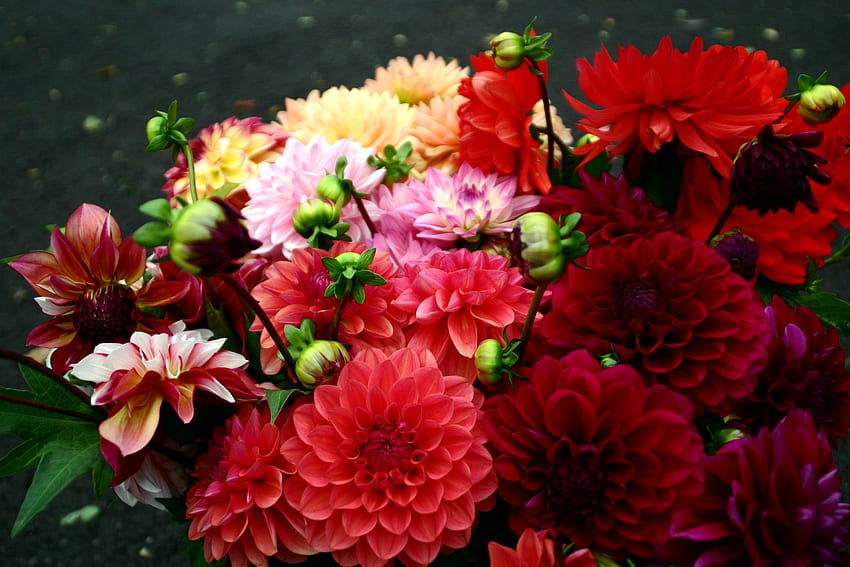 ดอกไม้, สดใส, ช่อดอกไม้, Dahlias, แตกต่างกัน วอลล์เปเปอร์ HD