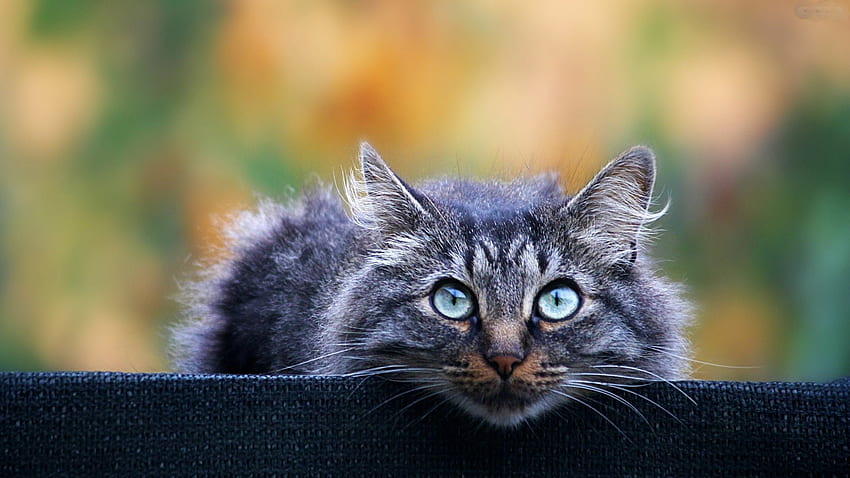 Curious Cat, animal, kitten, eyes, cat, fluffy, curious HD wallpaper