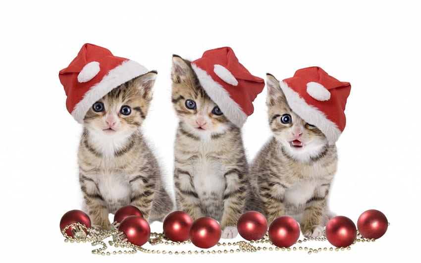 Kitten Chorus, Santa, Christmas, Yule, red, ornaments, cute, Cat, Kitten HD wallpaper