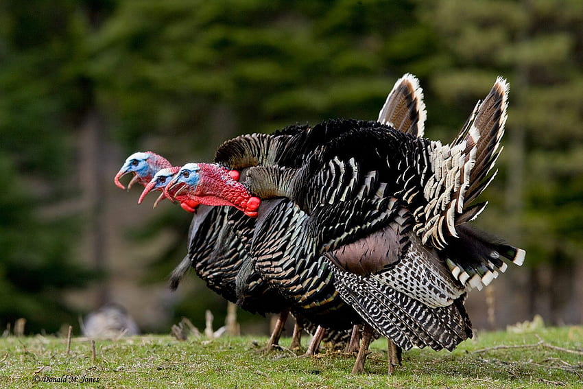 Top 59 Wild Turkey - Animal Spot, Turkey Hunting HD wallpaper