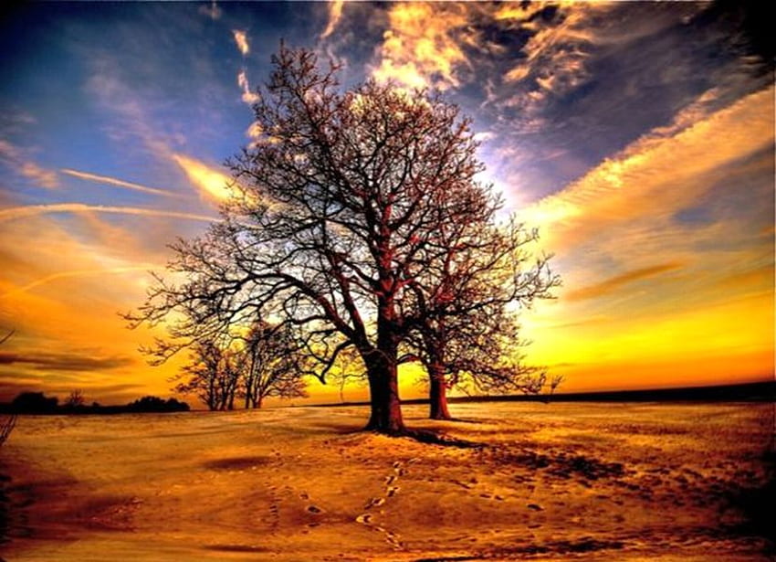 Colors of Nature, , colors, cool, nature, sunset, tree HD wallpaper ...