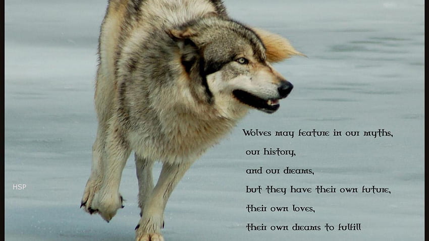 wolf wisdom, white, timber, saying, black, wolves, , wolf, canislupus, howling, wolf art, wisdom HD wallpaper