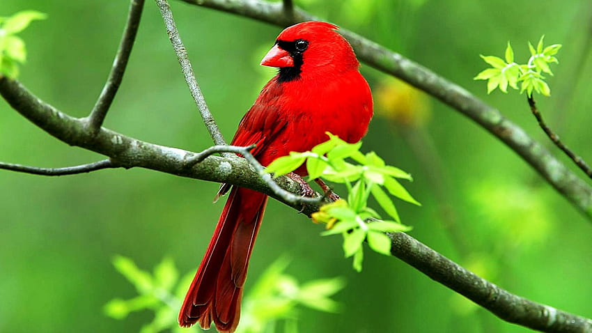 Red Cardinal Bird, animal, branch, bird, red, trees, cardinal HD wallpaper