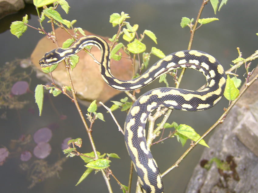 Dschungelteppichpyton, Schlange, Reptilien HD-Hintergrundbild