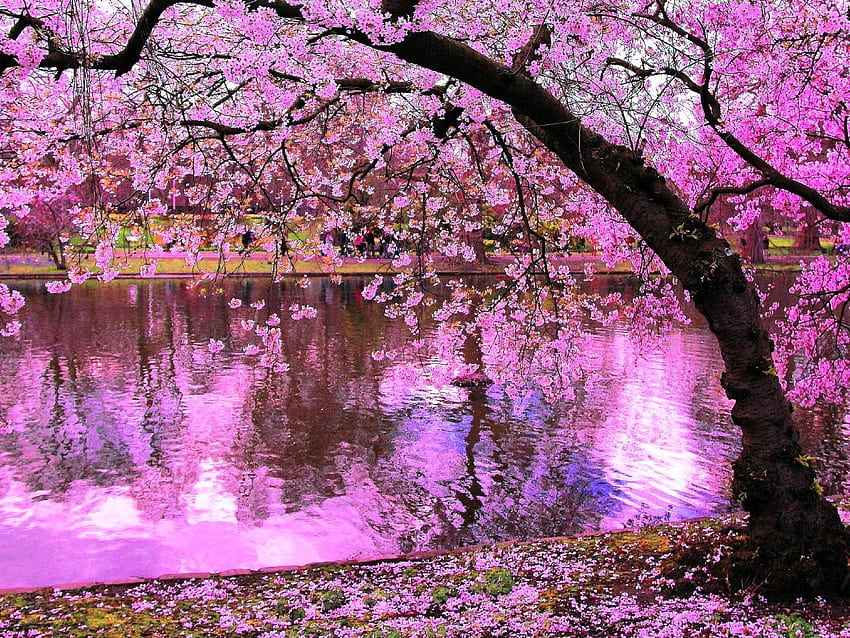 3D , Natur , , - Fond D Ecran Sakura HD-Hintergrundbild