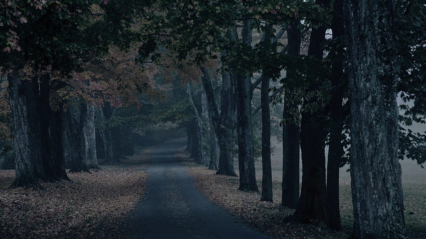 foresta raccapricciante, strada forestale oscura grande Sfondo HD
