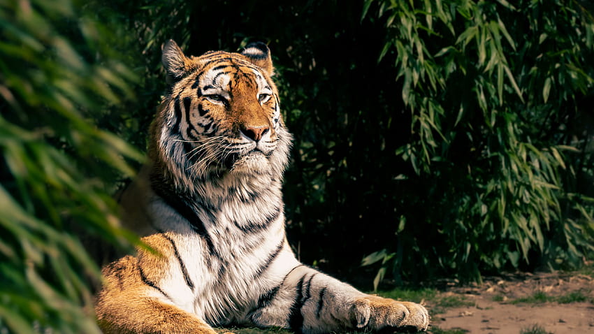 Le tigre est allongé avec un regard fixe dans les arbres verts laisse fond Tigre Fond d'écran HD