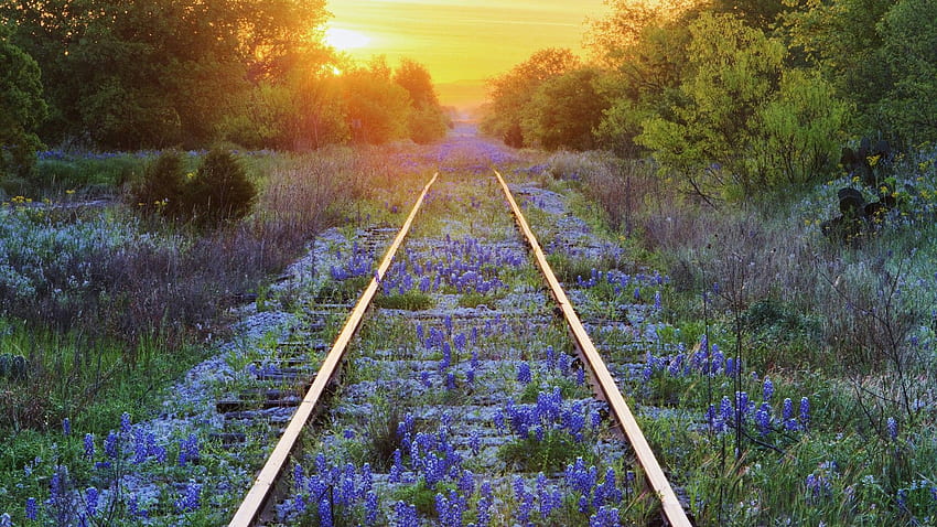 Texas, Eisenbahnschienen, blaue Blumen, Bluebonnet, Texas Bluebonnets HD-Hintergrundbild