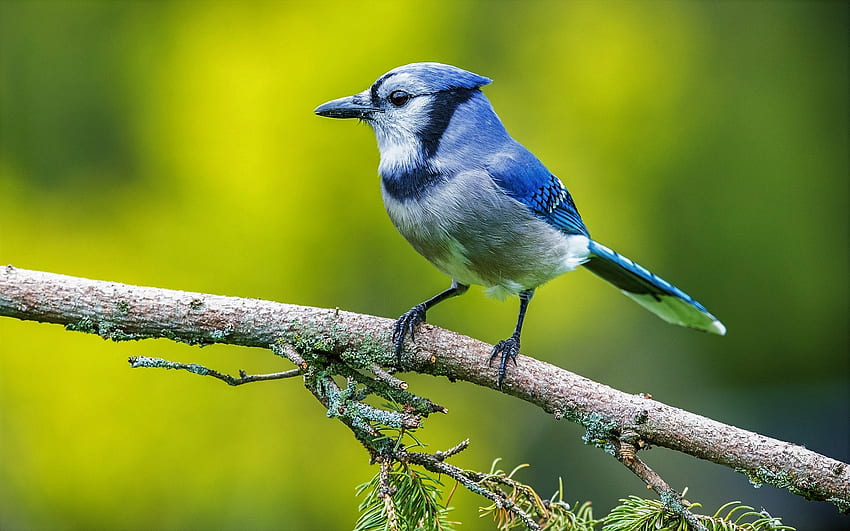 Blue Jay, branch, wildlife, bokeh, small bird, Cyanocitta cristata for with resolution . High Quality HD wallpaper