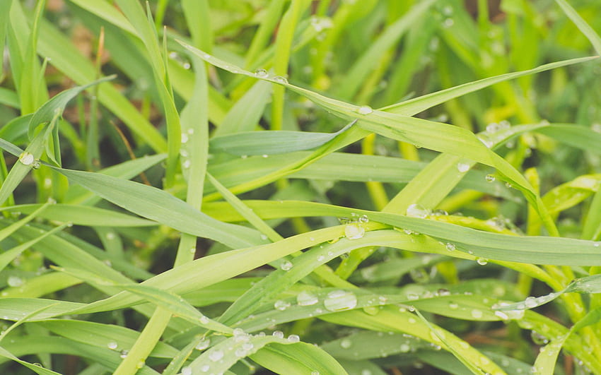 Grass, Drops, Macro, Wet, Dew, Humid HD wallpaper