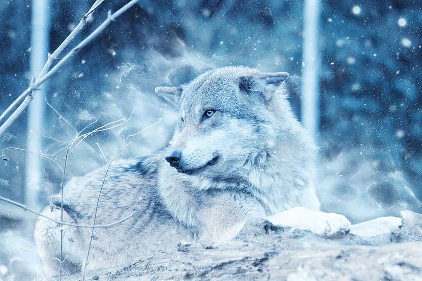 Animals, Predator, Wolf, Sight, Opinion, hop HD wallpaper