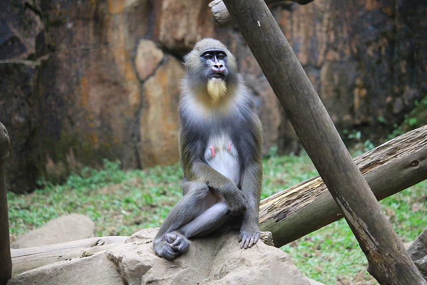 Animali, Scimmia, è seduto, si siede, mandrillo Sfondo HD