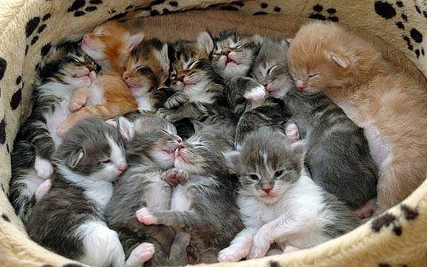 Oodles 'O Kittens, gatos, grafia, animais, gatinhos papel de parede HD