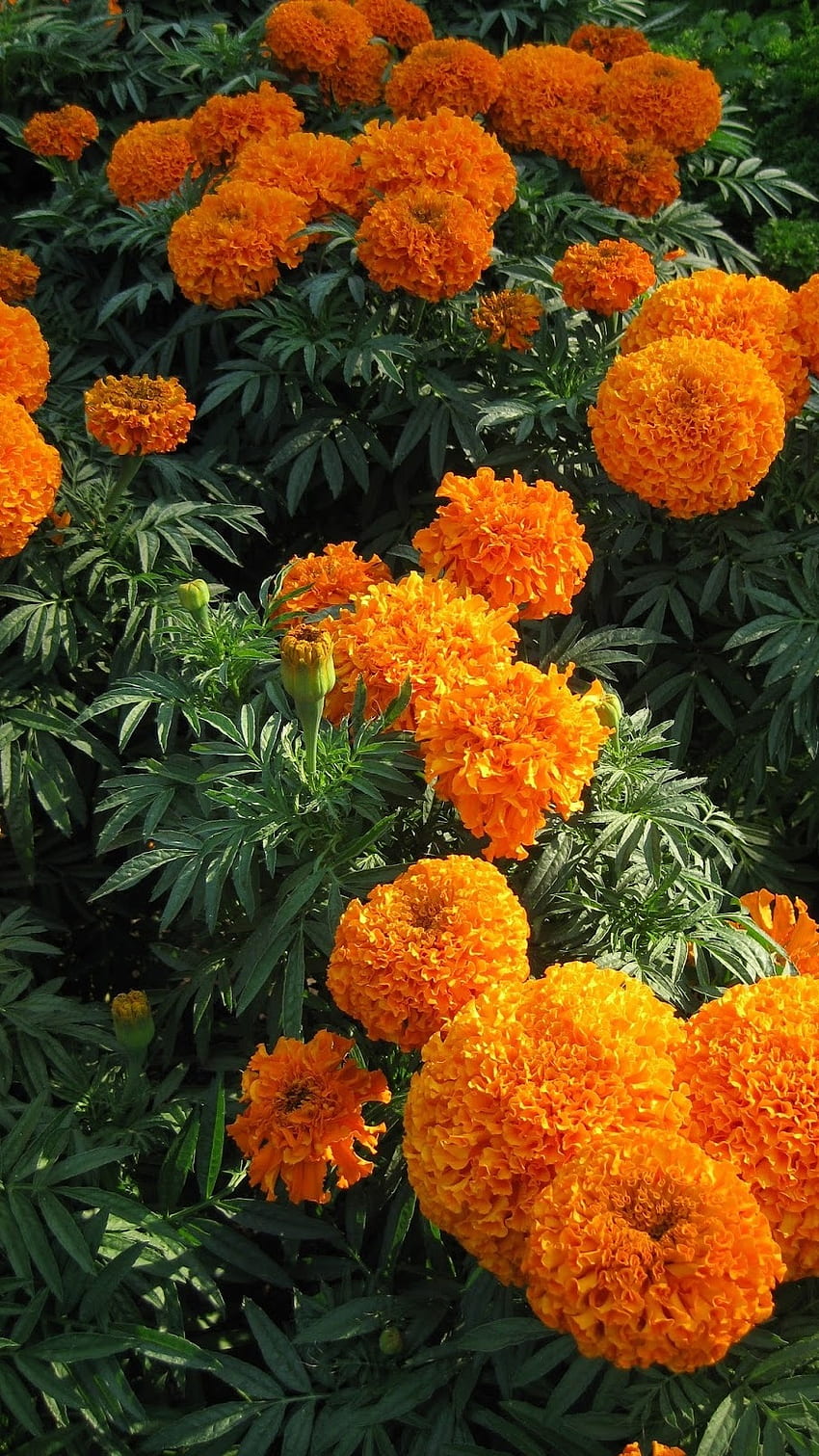 Marigold, Orange, Orange Marigold HD phone wallpaper