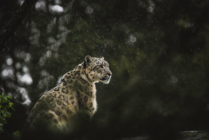 Zwierzęta, deszcz, lampart śnieżny, lampart, drapieżnik, duży kot, dzika przyroda Tapeta HD