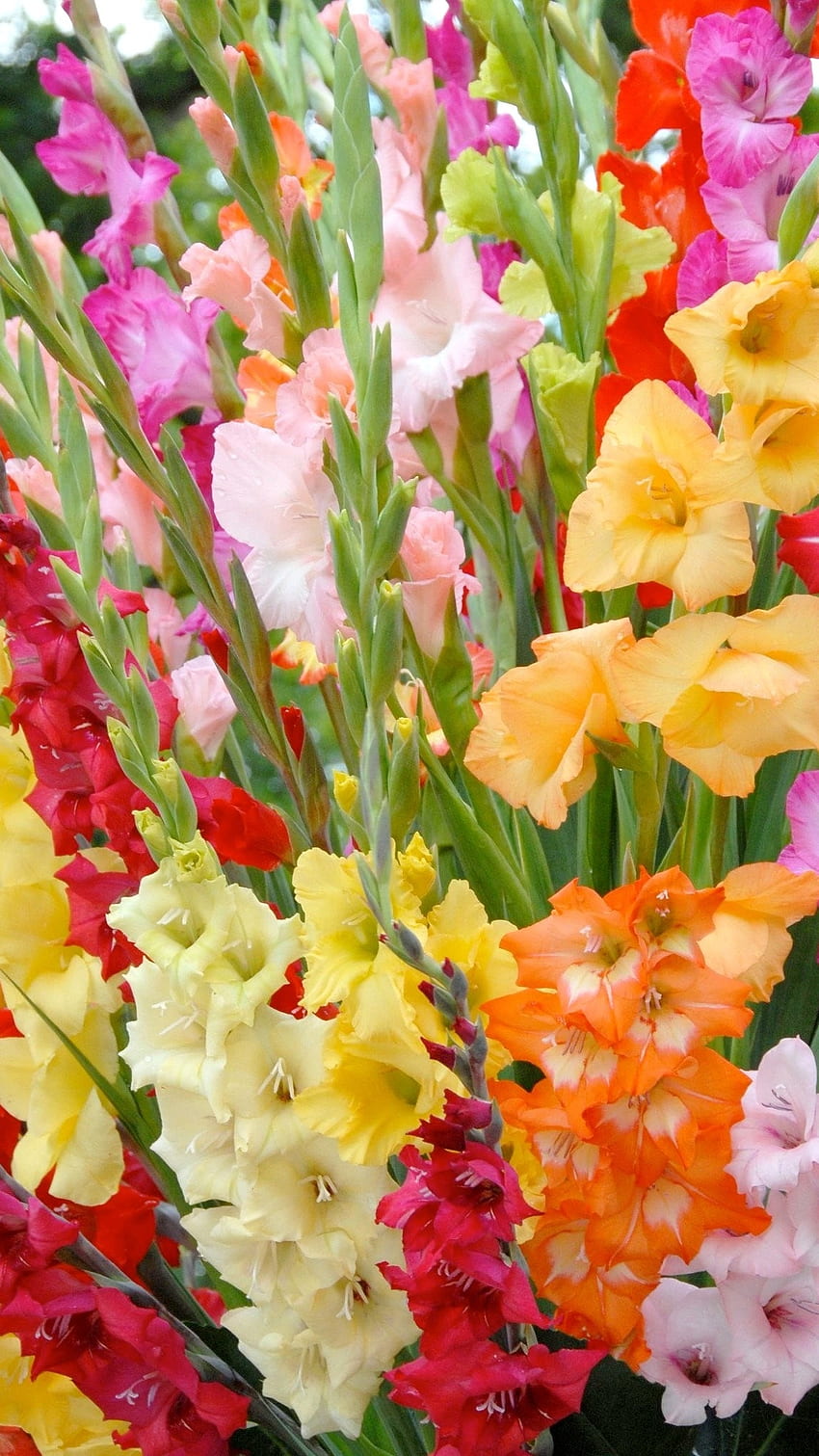 Gladioli, Gladioli Flowers HD phone wallpaper | Pxfuel