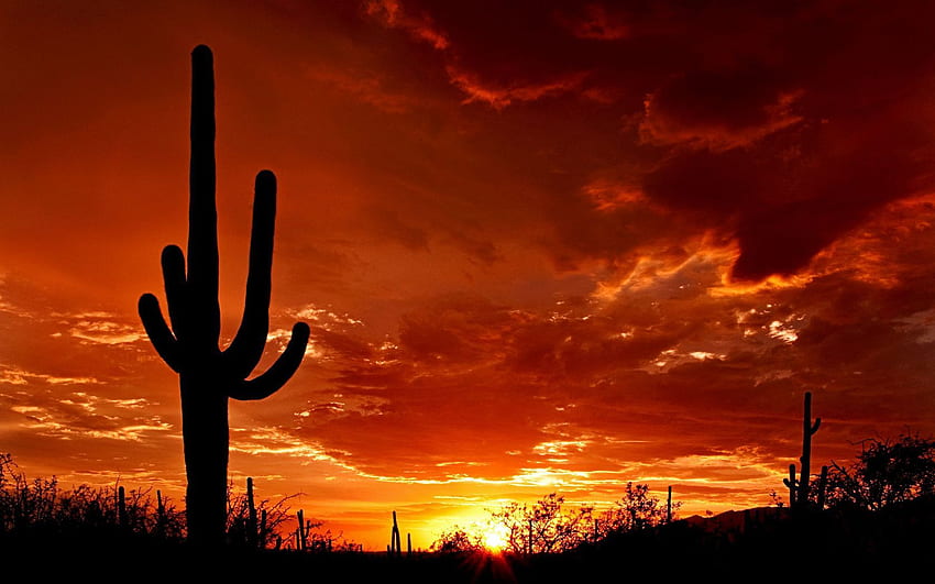 Cactus du désert, Mexique Cactus Fond d'écran HD